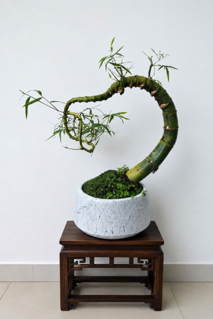 Tre bonsai dáng huyền trong chậu đá trắng, gốc phủ rêu, đặt trên kệ gỗ